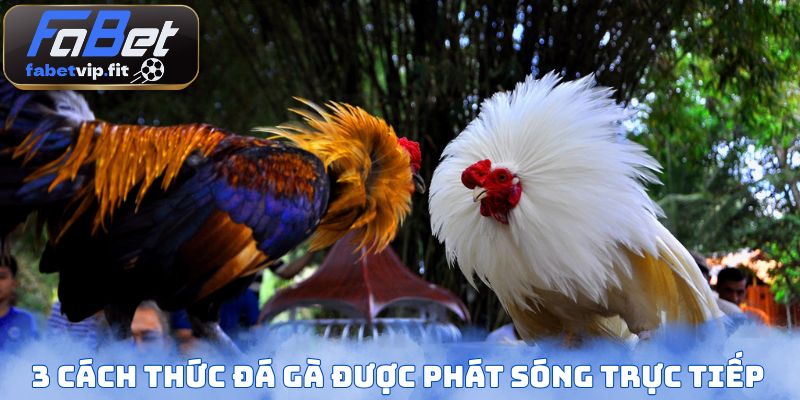 3 cách thức đá gà được phát sóng trực tiếp