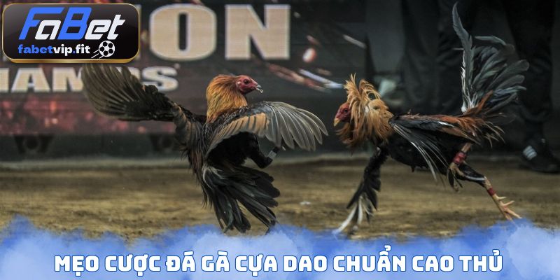 Mẹo cược đá gà cựa dao chuẩn cao thủ